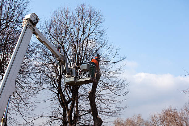 Oak Grove, MO Tree Removal Services Company